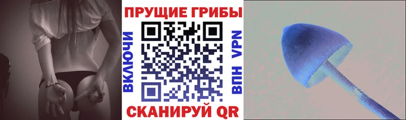 Псилоцибиновые грибы Psilocybine cubensis  Белгород 