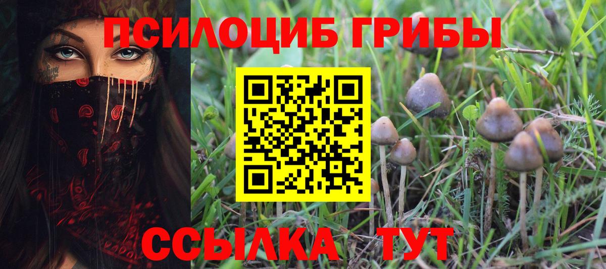 Галлюциногенные грибы Psilocybe Белгород